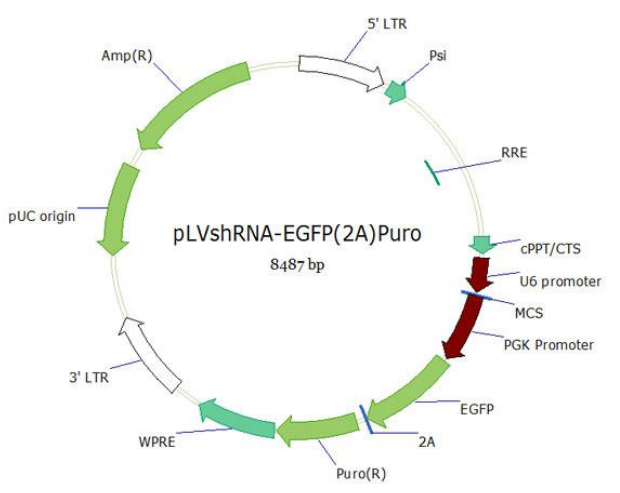 pLVshRNA-EGFP(2A)Puro双标慢病毒载体