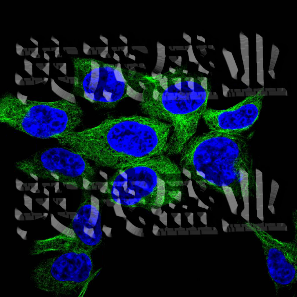 细胞骨架定位EGFP稳转细胞系