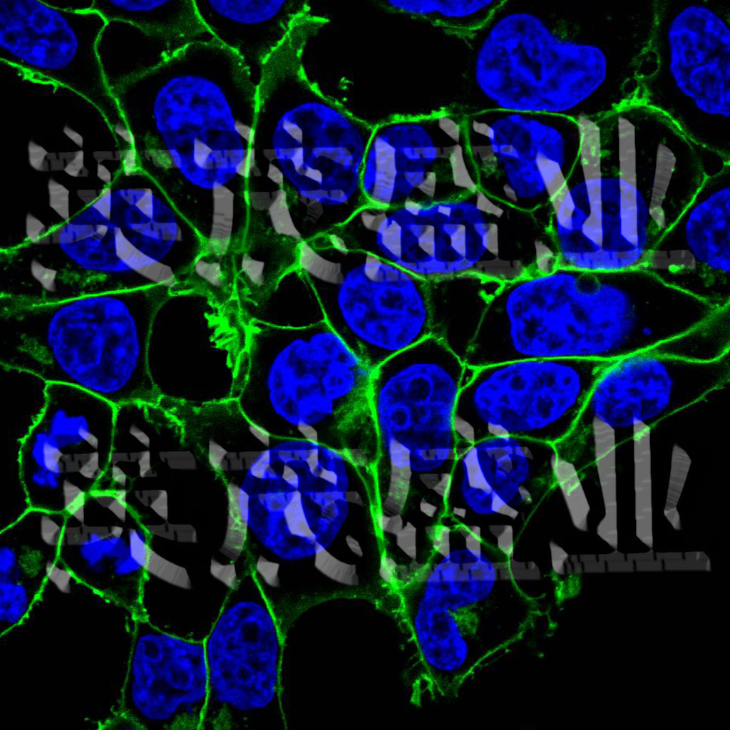 细胞膜定位EGFP稳转细胞系