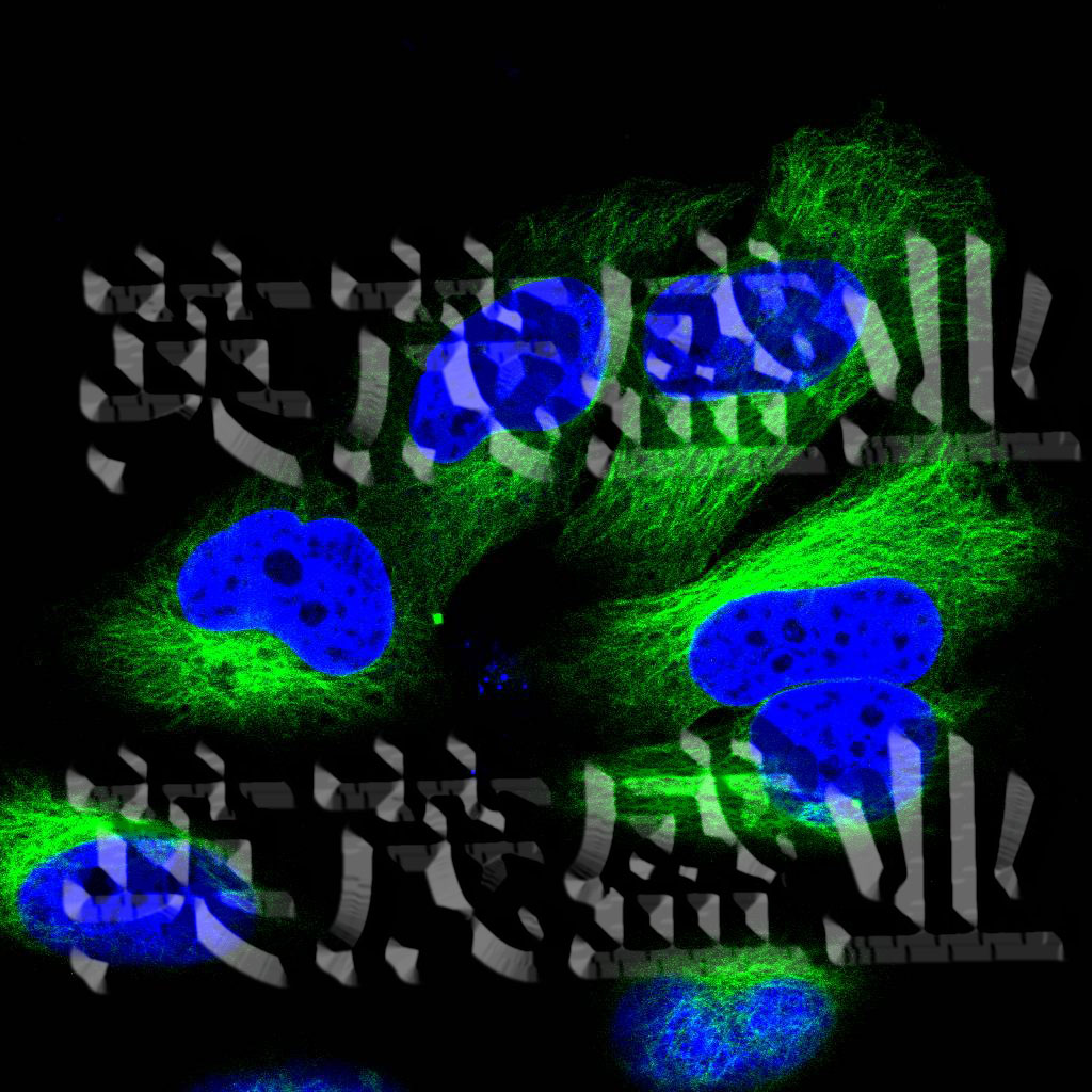 细胞骨架定位EGFP稳转细胞系