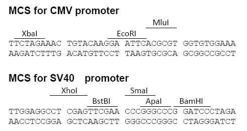 pLV-Dual双表达慢病毒载体多克隆位点