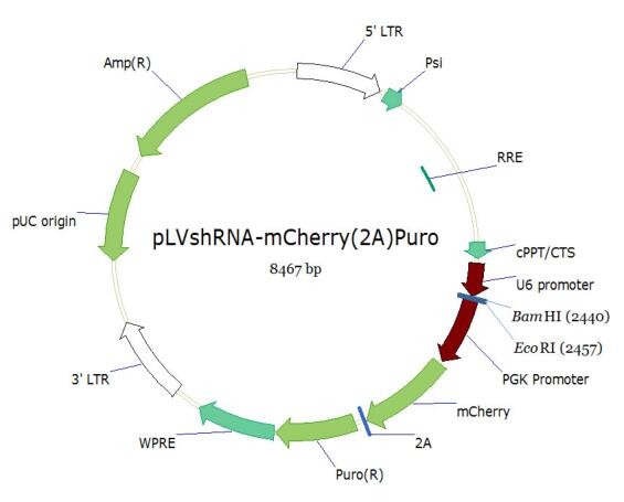 pLVshRNA-EGFP(2A)Puro双标慢病毒载体