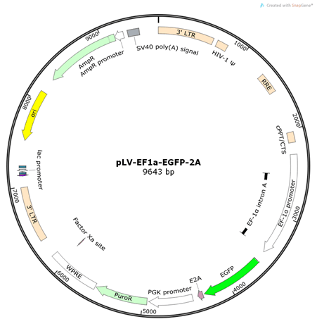pLV-EF1a-EGFP-2A双标慢病毒载体