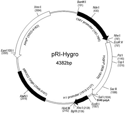 pshRNA