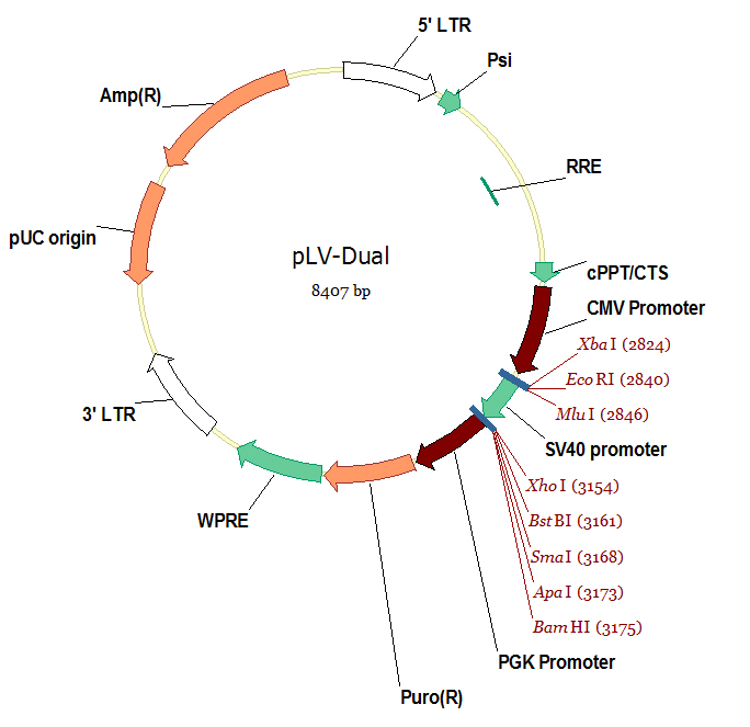 pLV-Dual双表达慢病毒载体