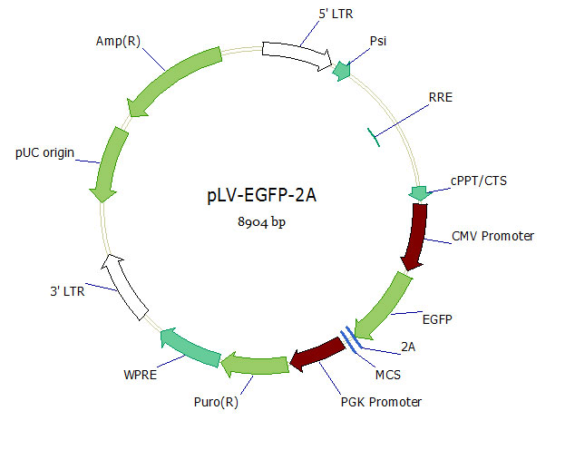 pLV-EGFP-2A双标慢病毒载体