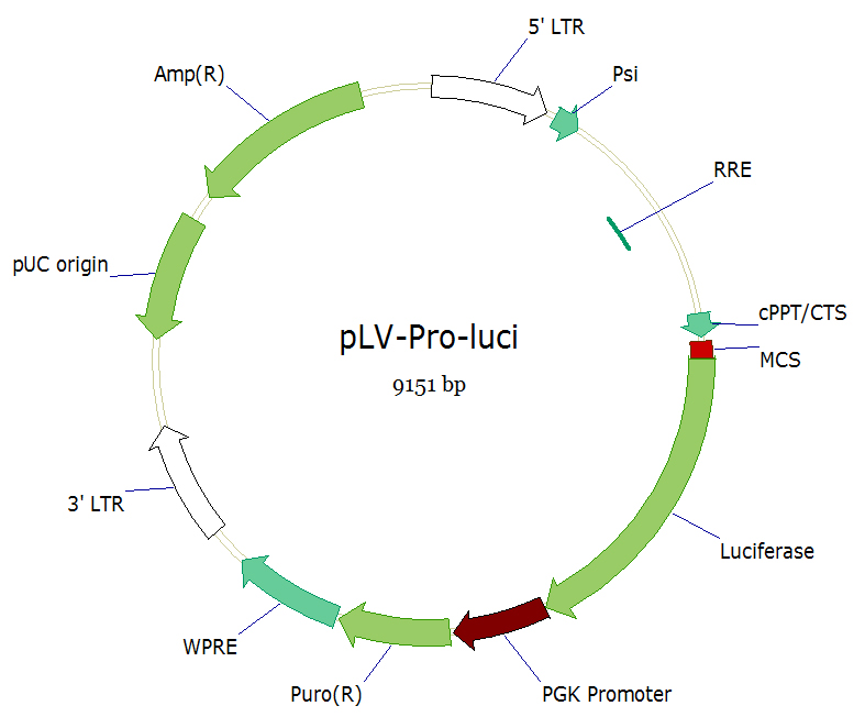 pLVshRNA-EGFP(2A)Puro双标慢病毒载体