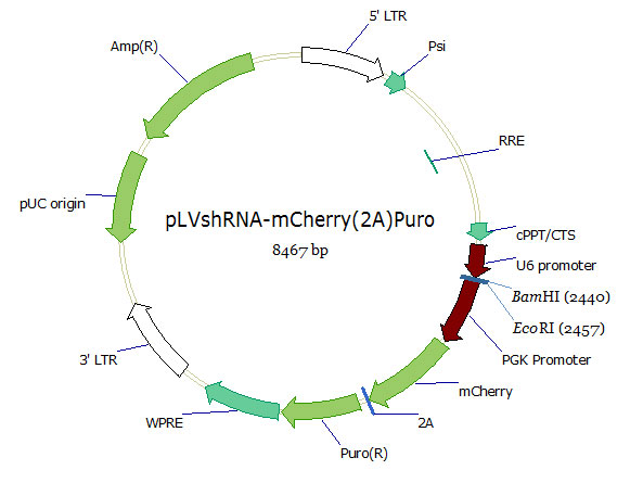 pLVshRNA-mCherry(2A)Puro双标慢病毒载体