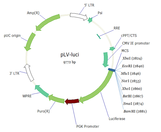 VL3612.png