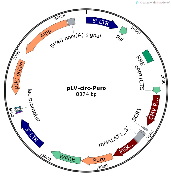 pLV-circ-Puro.jpg