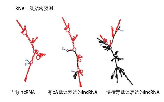 lncRNAstructure.jpg