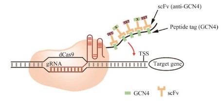 suntag CRISPR-dCas9 activation.jpg