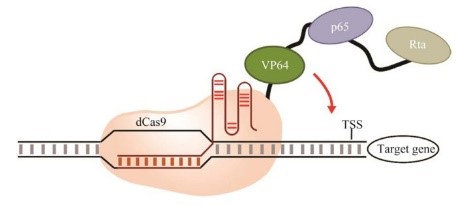 dCas9-VPR转录激活系统The dCas9 fused with VP64-p65-Rta to activate the target gene.