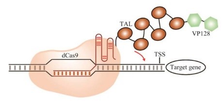 CRISPR dCas9-TV转录激活系统.jpg