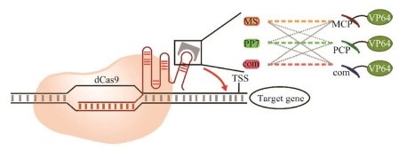 scRNA CRISPR转录激活系统.jpg