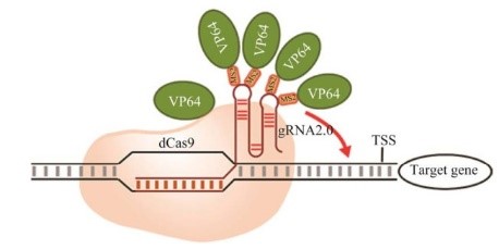 CRISPR-Act2.0转录激活系统.jpg