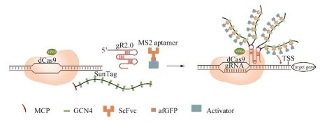 CRISPR-Act3.0转录激活系统.jpg